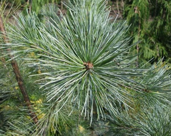 Pinus strobus 'Himmelblau' - Strobusmänty