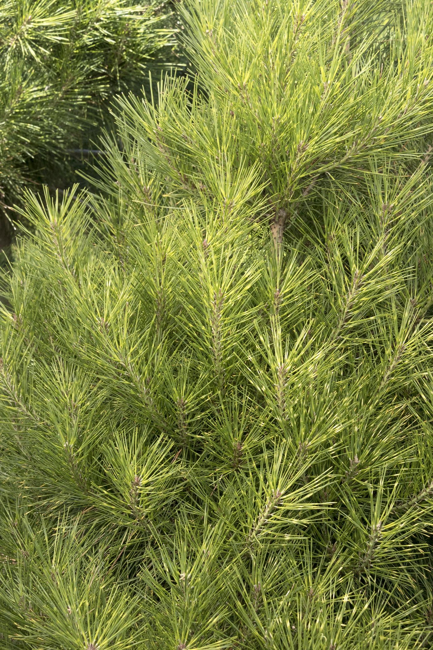 Pinus densiflora 'Golden Ghost' - Japaninpunamänty