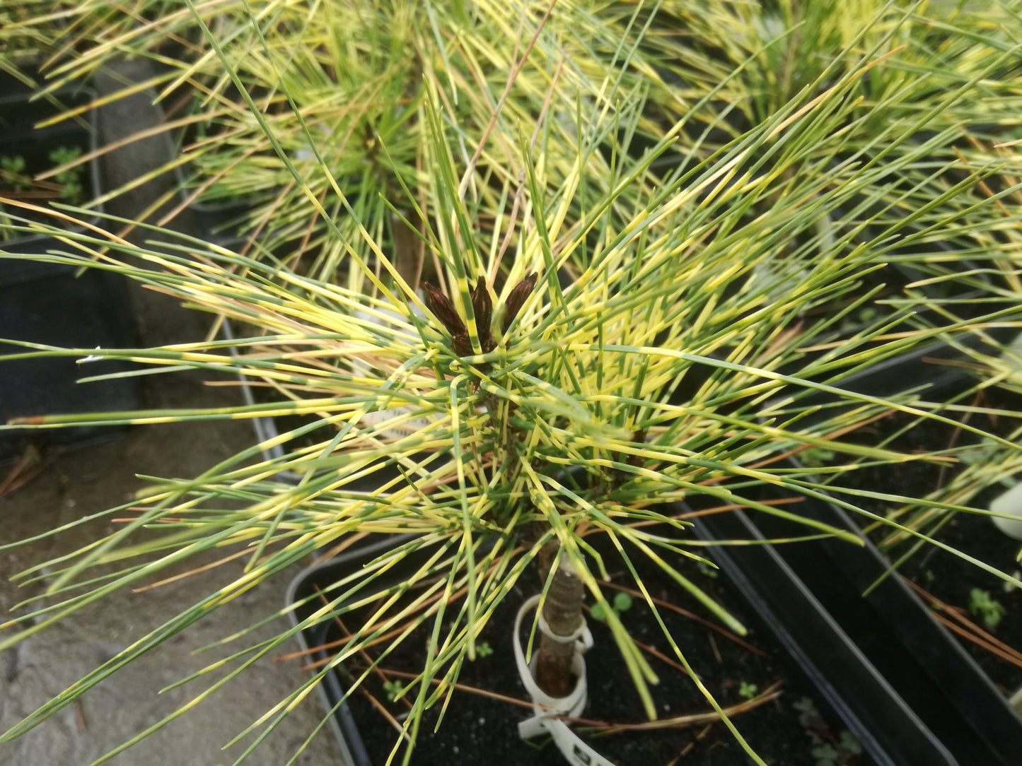 Pinus densiflora 'Golden Ghost' - Japaninpunamänty
