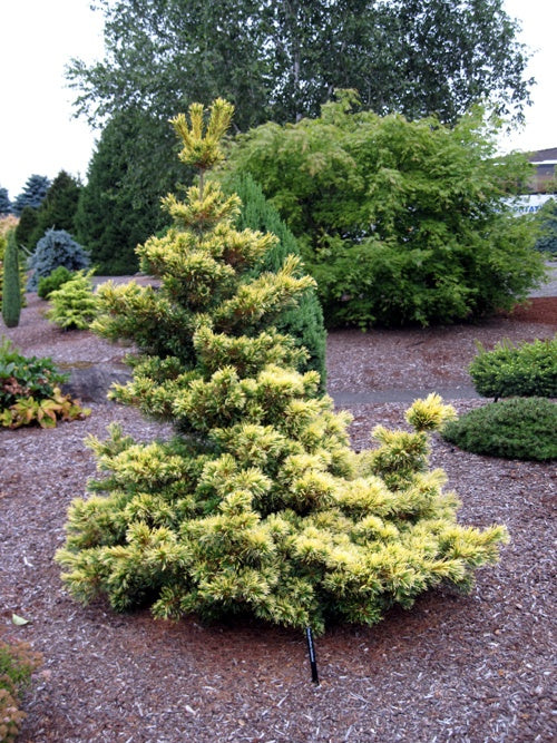 Pinus parviflora 'Goldilocks' -  Neidonmänty