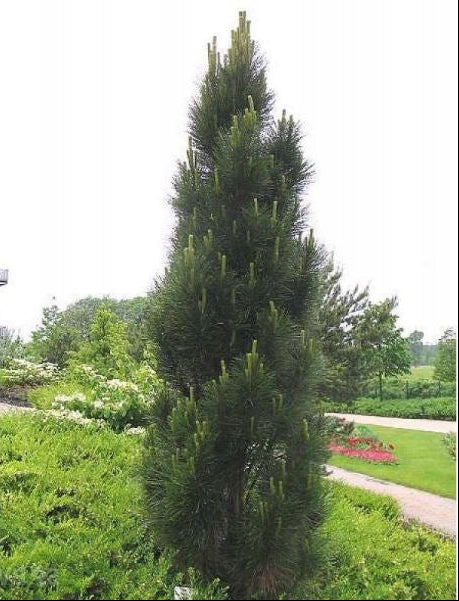 Pinus nigra ’Green Tower’ - Pilarimustamänty