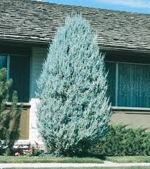 Juniperus Scopulorum 'Moonglow' - Rocky Mountain Juniper 