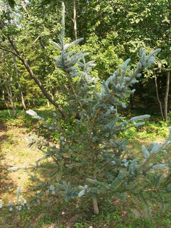 Picea pungens 'Foxtail' - Blue Spruce 