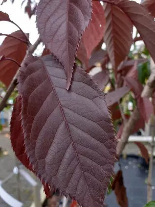 Prunus serrulata 'Royal Burgundy' - Japaninkirsikka