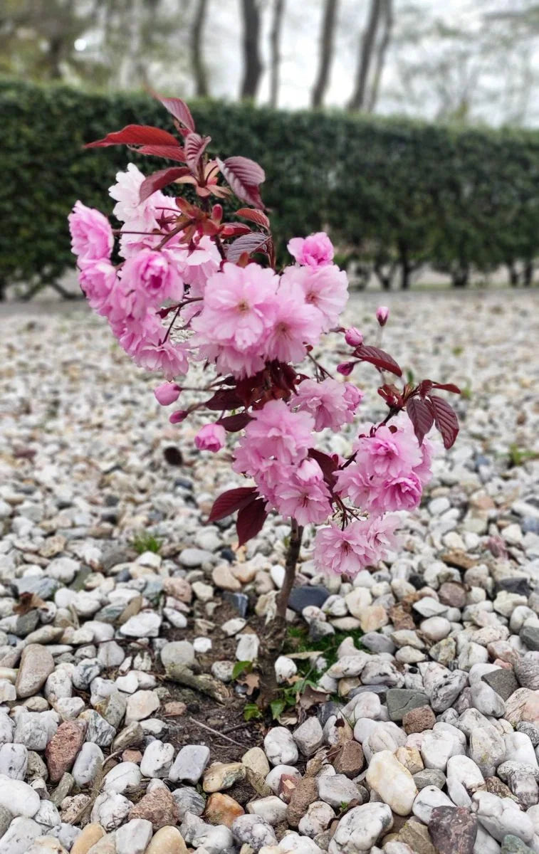 Prunus serrulata 'Royal Burgundy' - Japaninkirsikka