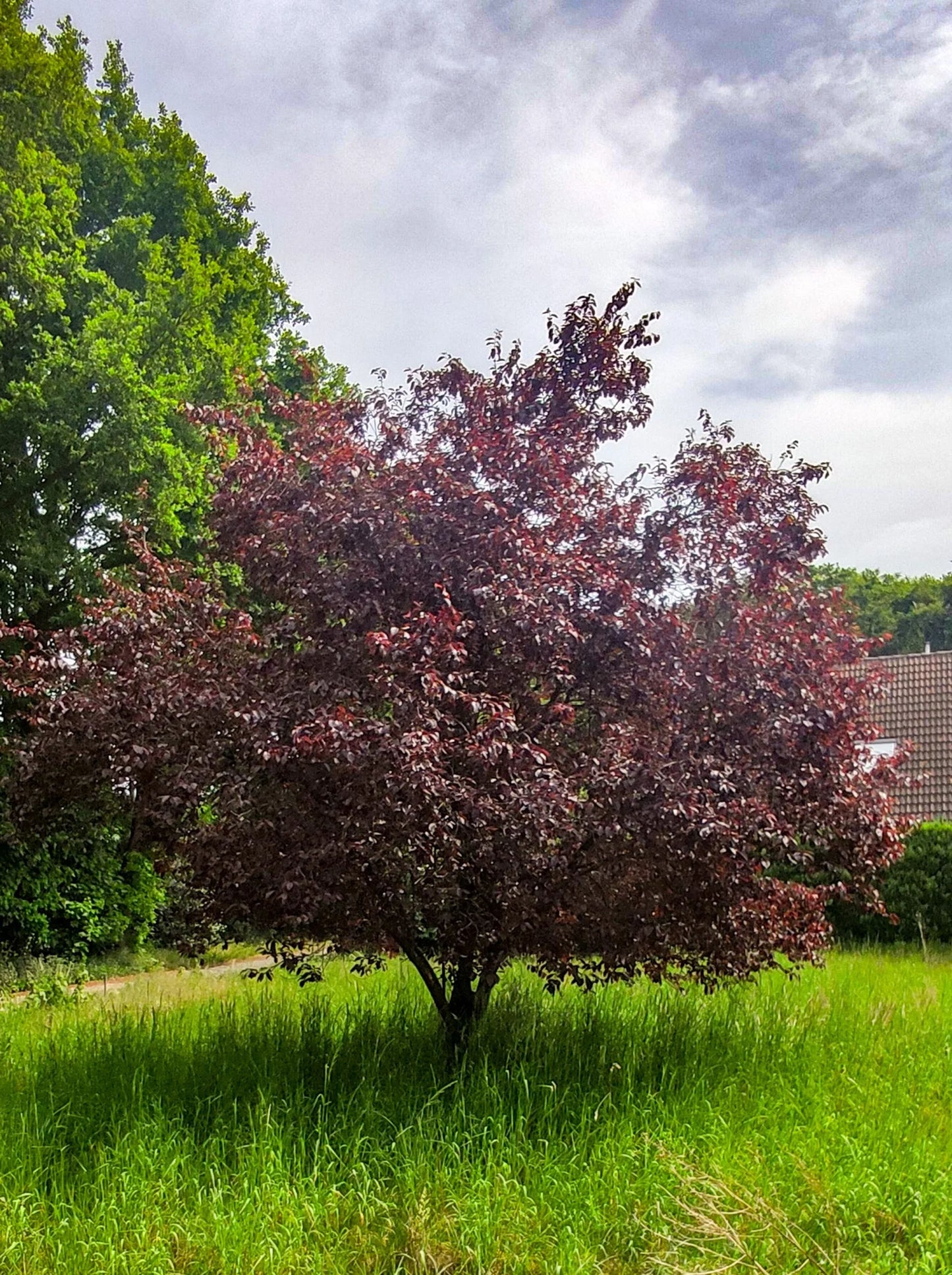 Prunus serrulata 'Royal Burgundy' - Japaninkirsikka