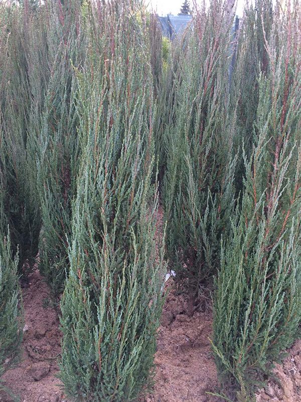 Juniperus Scopulorum 'Blue Arrow' - Sinikynäkataja / Kalliovuortenkataja