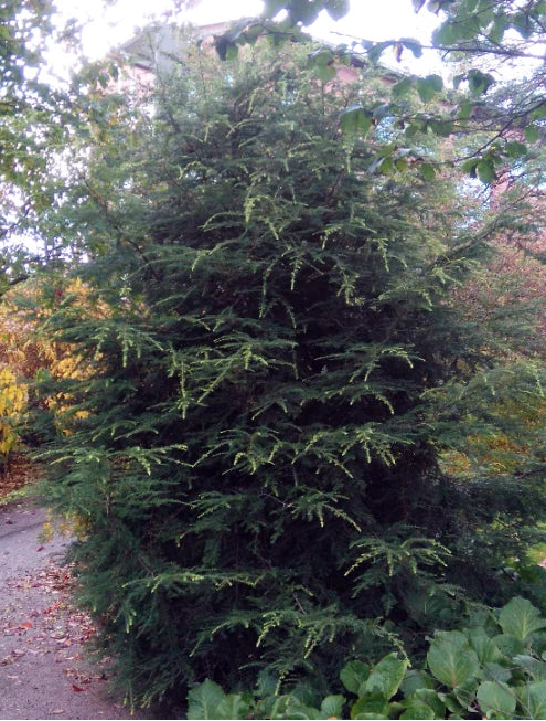 Tsuga canadensis - Kanadanhemlokki