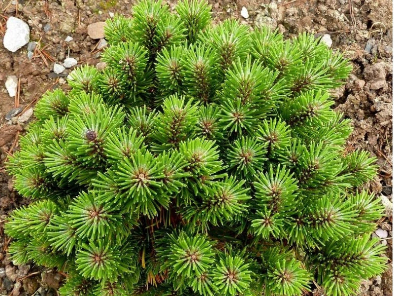 Pinus mugo 'Wintergold' - Kääpiökultavuorimänty