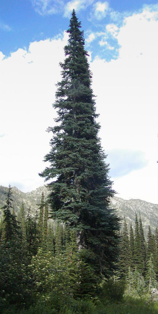 Abies lasiocarpa - Lännenpihta