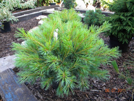 Pinus strobus "Minima" - Dwarf strobus pine 