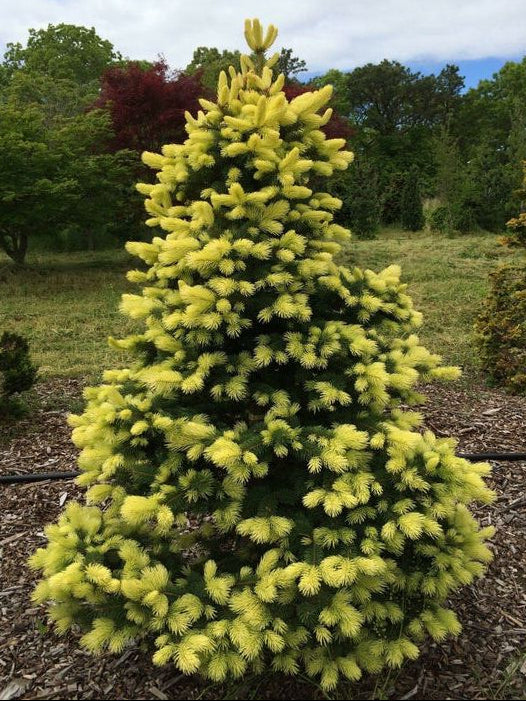 Picea Pungens ‘Maigold’ - Okakuusi/Sinikuusi (keltainen)