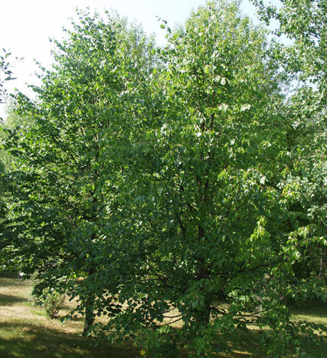 Tilia cordata - Skogslind