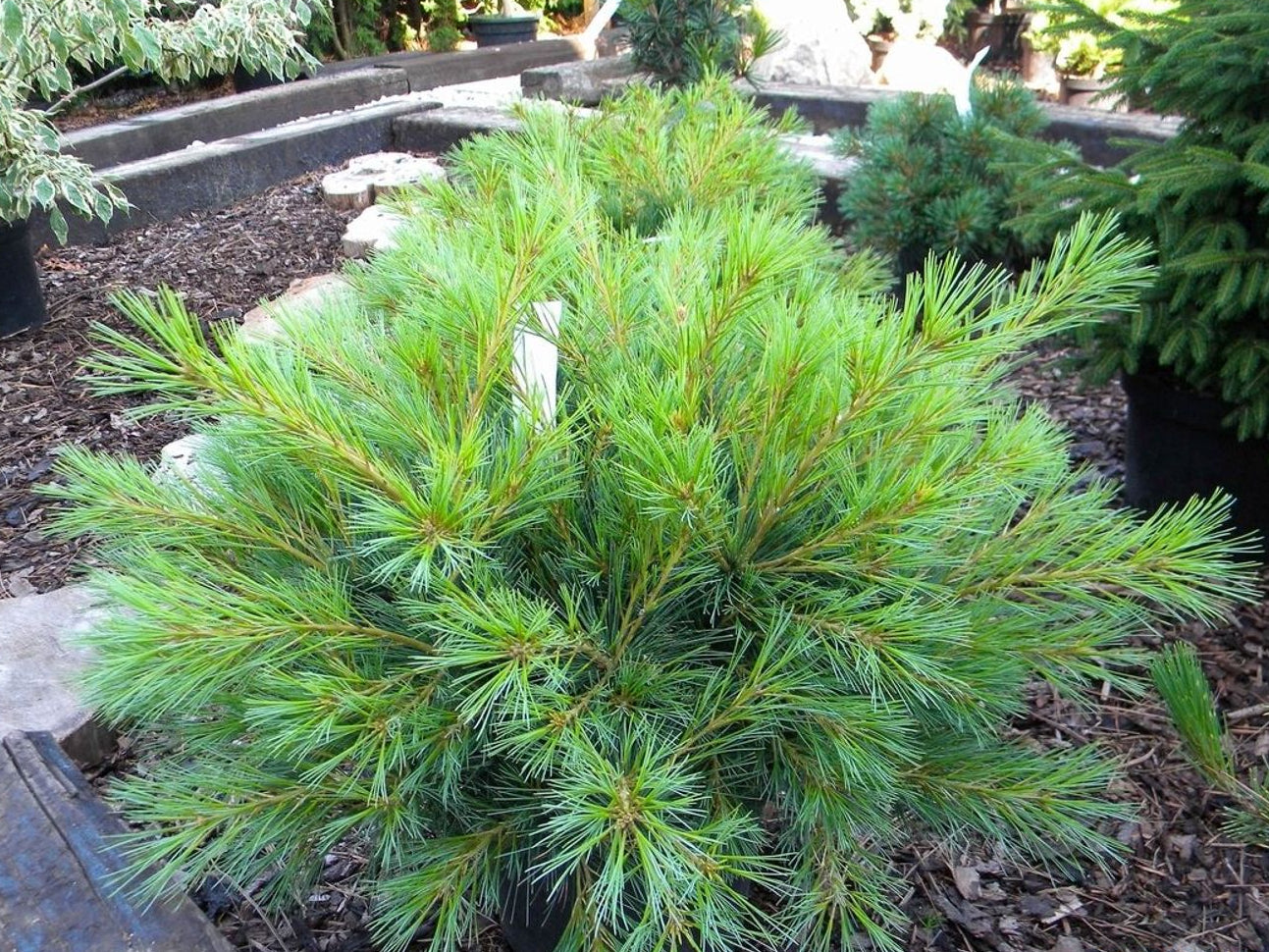 Pinus strobus 'Minima Glauca' - Dvärgtall