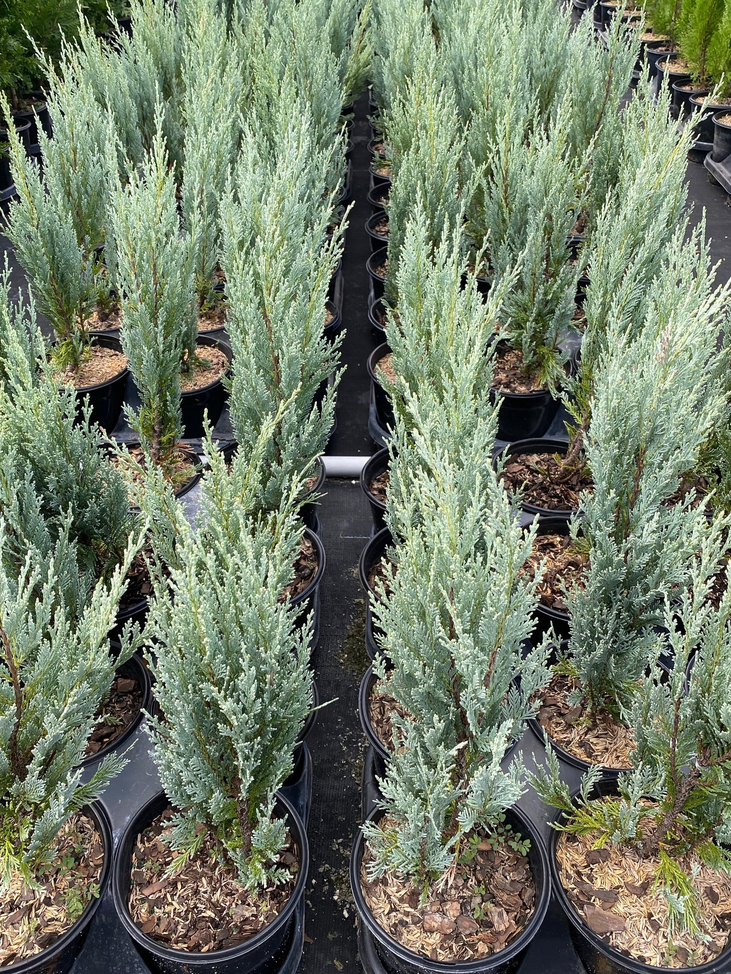 Juniperus Scopulorum 'Moonglow' - Rocky Mountain Juniper 