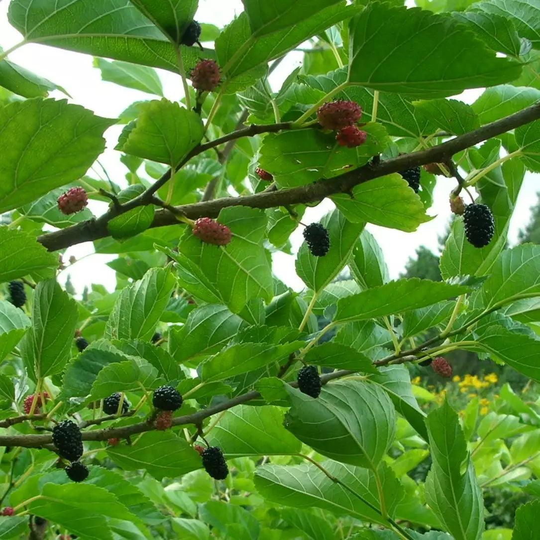 Morus nigra - Svart mullbär