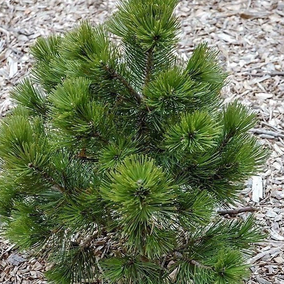Pinus heldreichii var. leucodermis "Nana" - Dwarf Serbian pine 