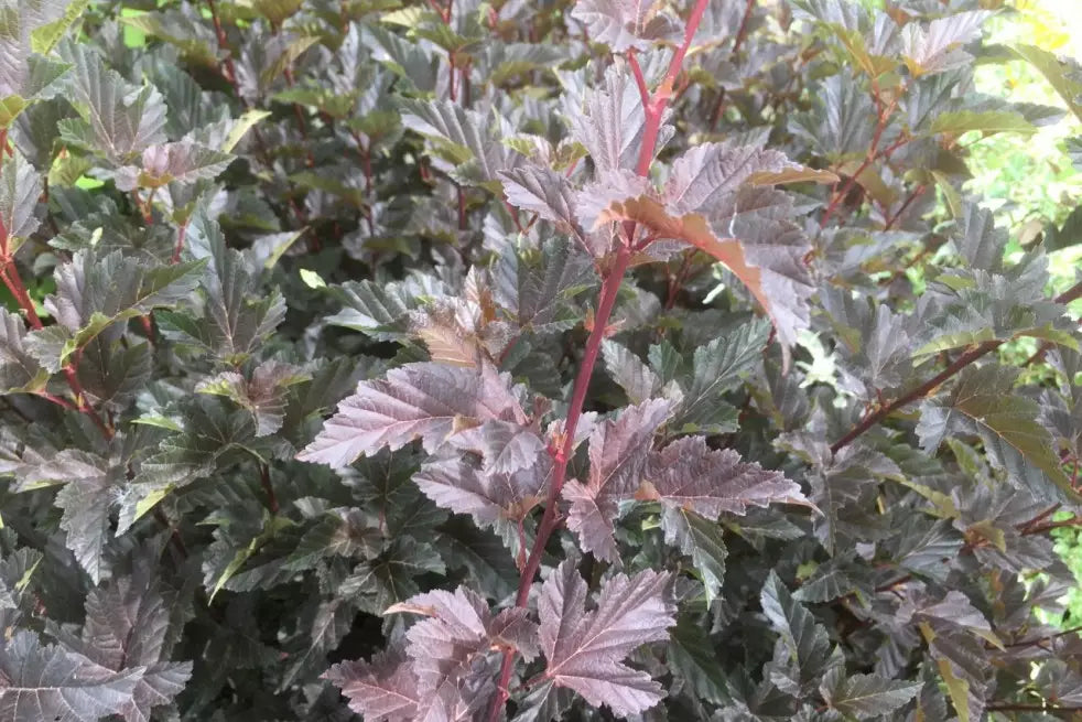 Physocarpus opulifolius 'Red Baron' - Purppuraheisiangervo