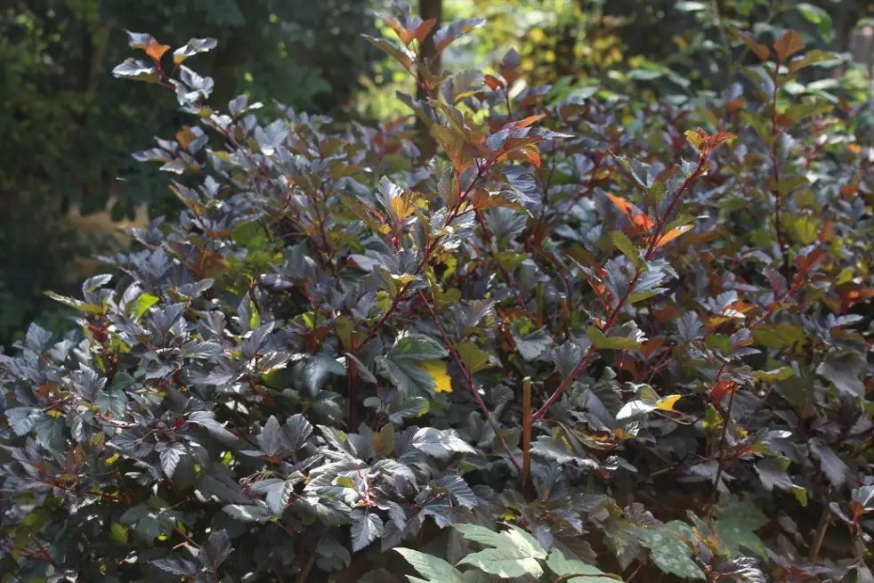 Physocarpus opulifolius 'Red Baron' - Purppuraheisiangervo