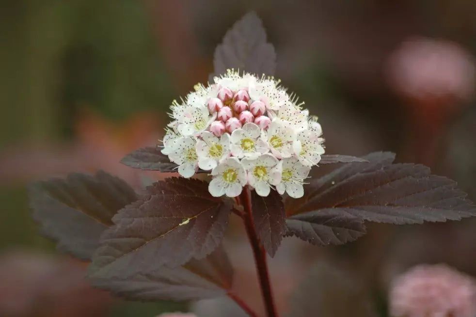 Physocarpus opulifolius 'Red Baron' - Purppuraheisiangervo