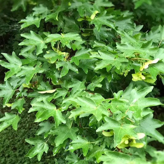 Acer campestre - Naverlönn