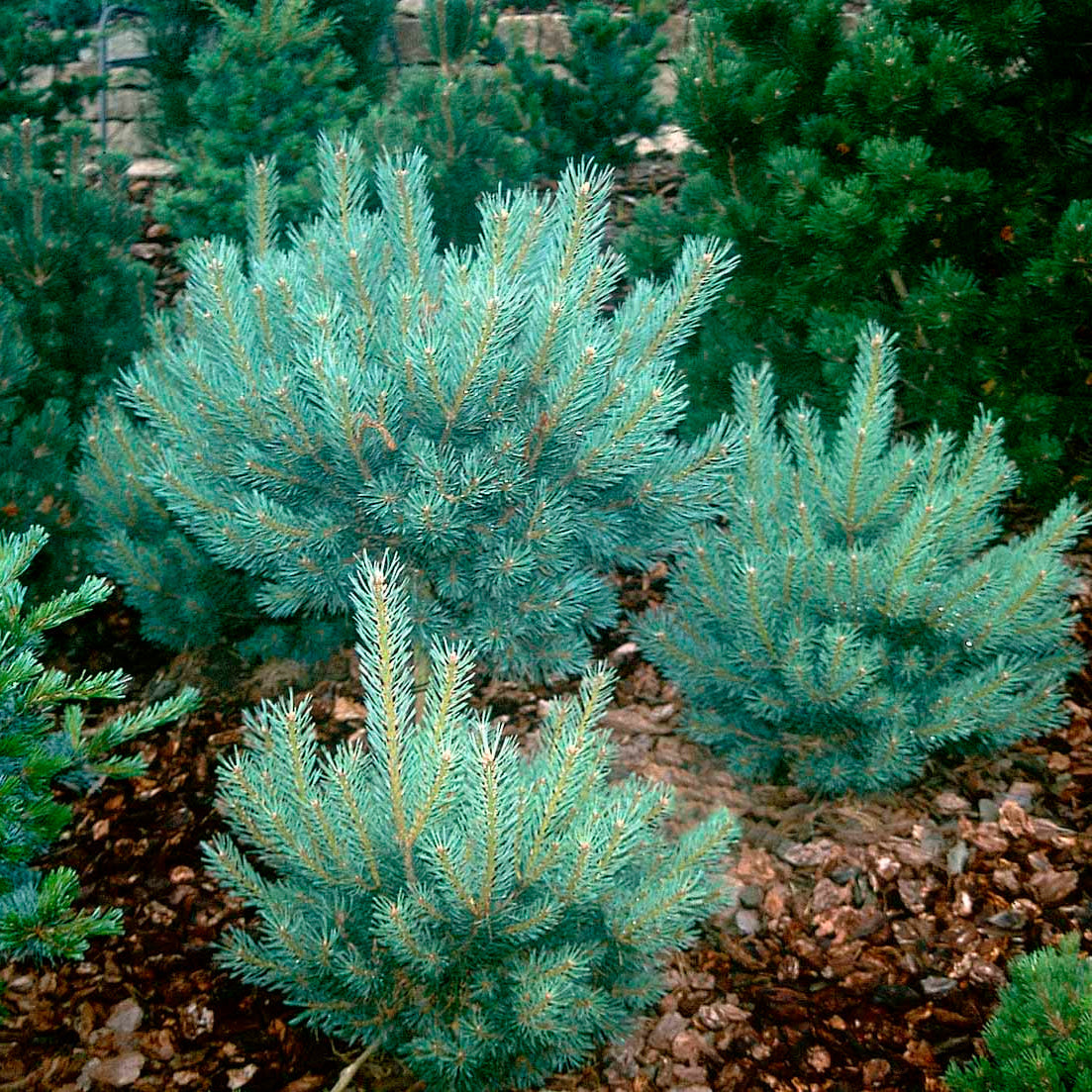 Pinus Sylvestris "Watereri" - Dwarf pine 
