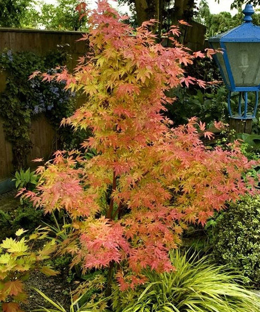 Acer palmatum 'Orange Dream' - Japanese maple 