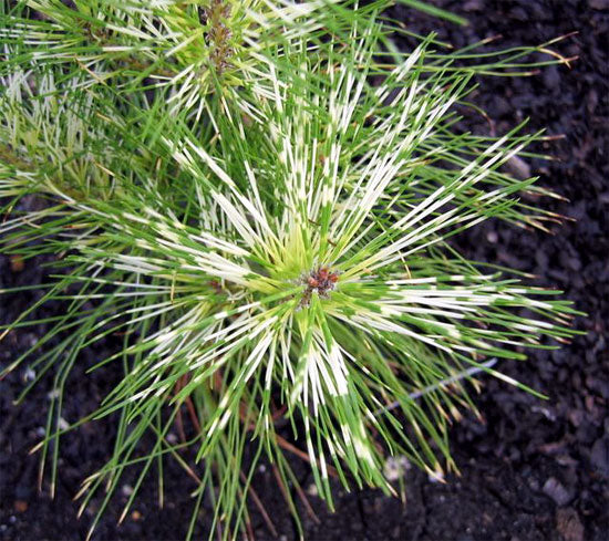 Pinus densiflora (sylvestris) 'Oculus Draconis' - Japaninpunamänty
