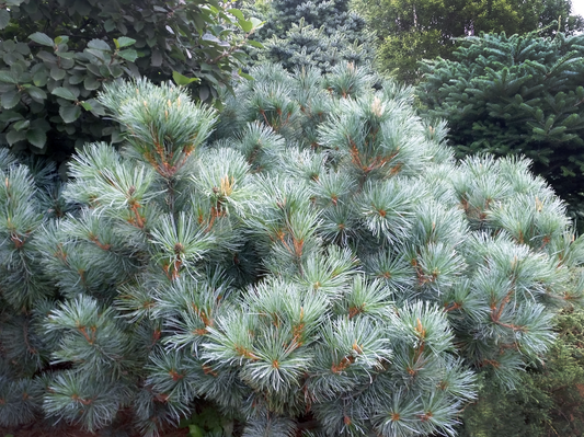 Pinus pumila "Glauca" - Pensassembra