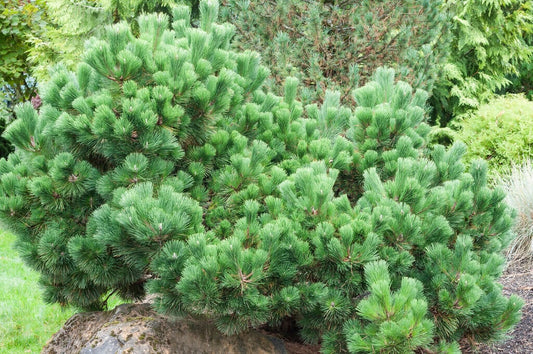 Pinus thunbergii 'Thunderhead' - Japaninmustamänty