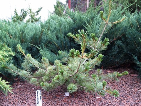 Pinus parviflora 'Green Monkey' - Neidonmänty