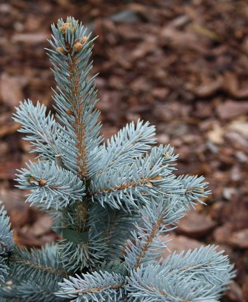 Picea Pungens "Spek" - Blue Spruce/October Spruce