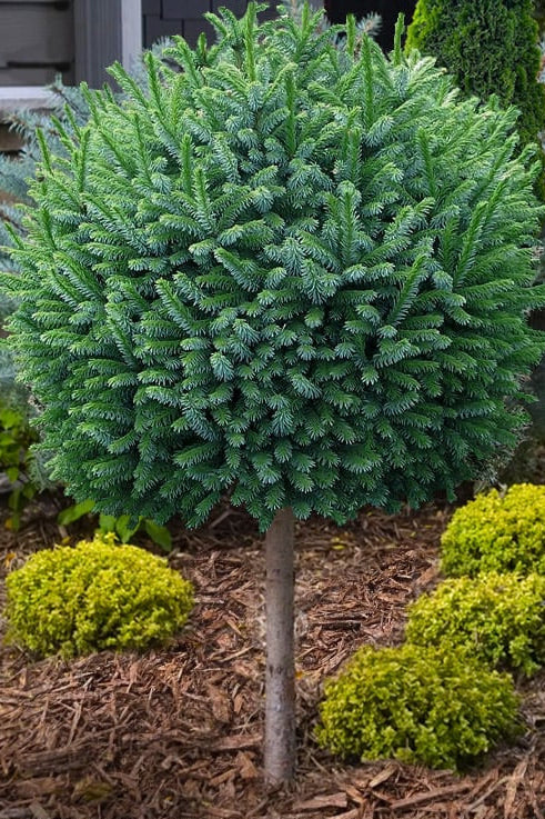 Picea Omorika "Nana" with 60cm trunk - Dwarf Serbian spruce 
