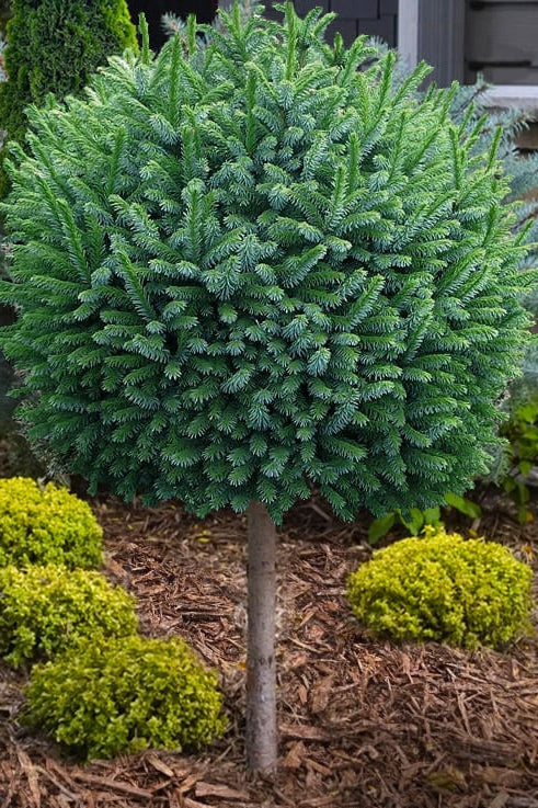 Picea Omorika 'Nana' 60cm rungolla - Kääpiöserbiankuusi