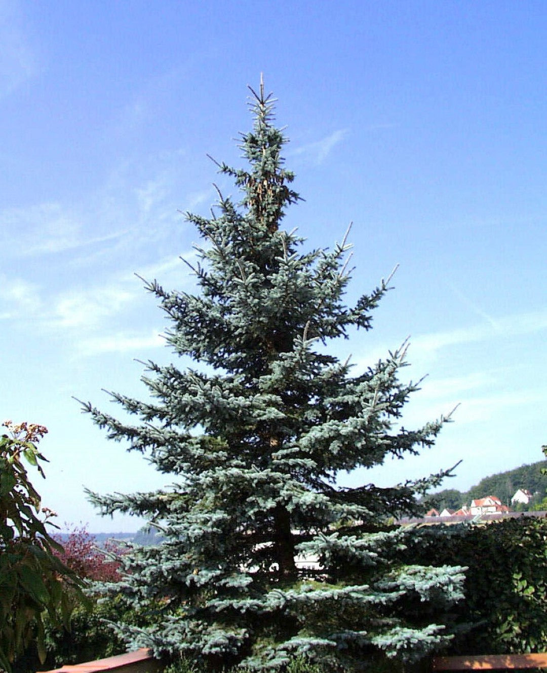 Picea Pungens "Koster" - Blue Spruce 
