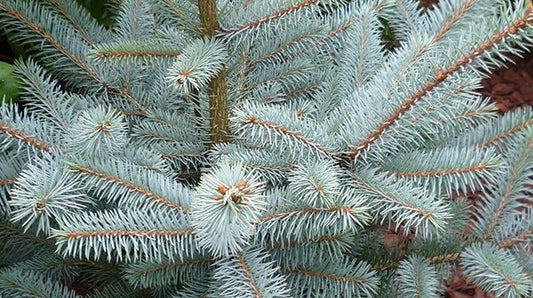 Picea pungens 'Erich Frahm' - Blue spruce 