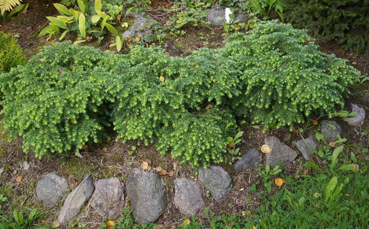 Tsuga canadensis 'Jeddeloh' - Pikkukanadanhemlokki