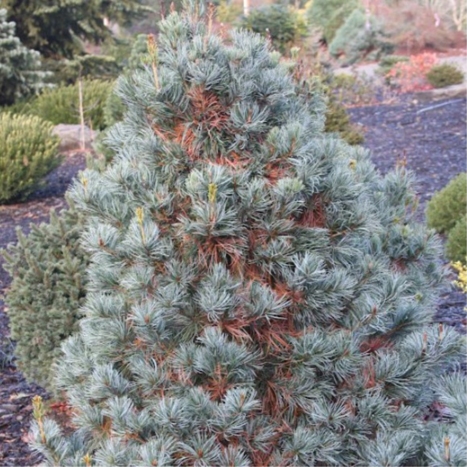Pinus parviflora ‘Blue Giant’ - Neidonmänty