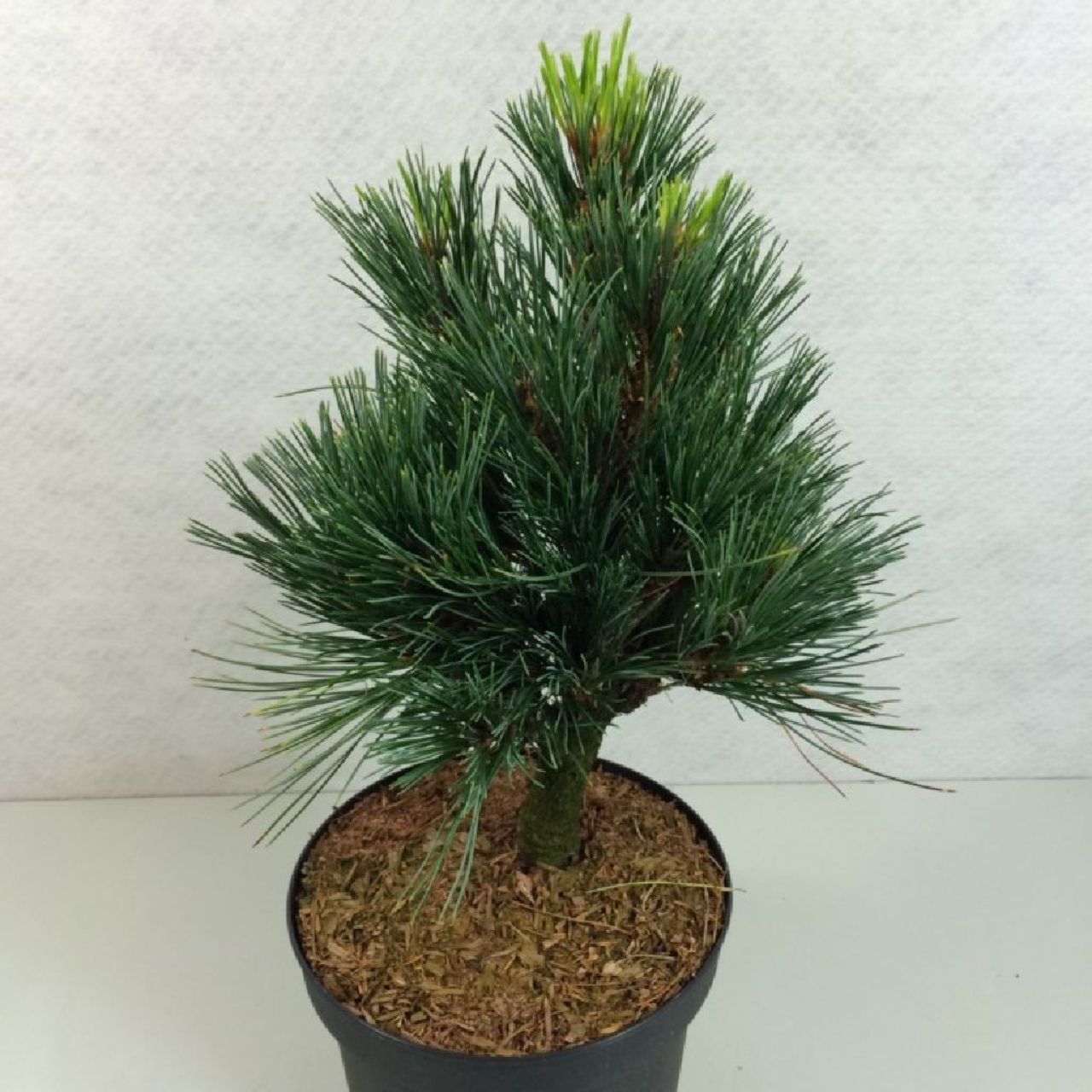 Pinus cembra 'Sartori' - Kääpiösembramänty