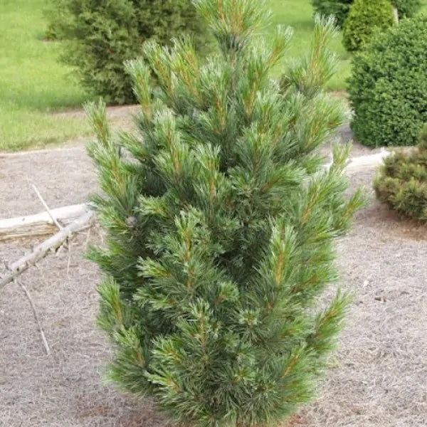 Pinus cembra 'Sartori' - Kääpiösembramänty