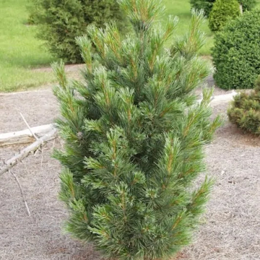 Pinus cembra 'Sartori' - Kääpiösembramänty