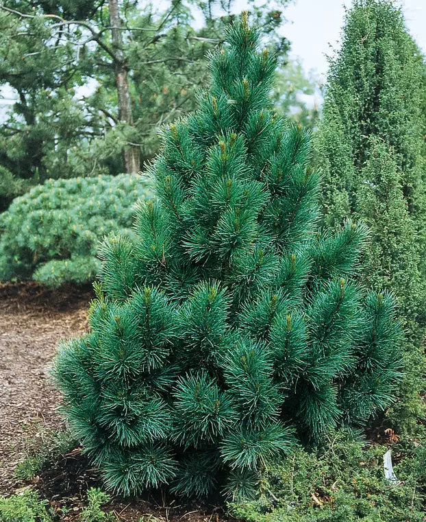 Pinus cembra 'Sartori' - Kääpiösembramänty