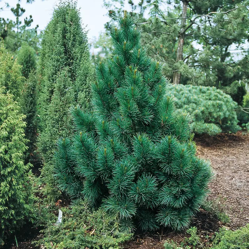Pinus cembra 'Sartori' - Kääpiösembramänty