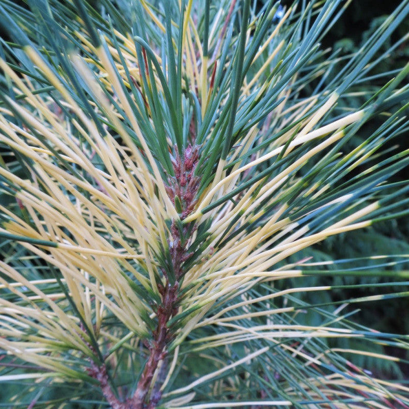 Pinus densiflora 'Golden Ghost' - Japaninpunamänty