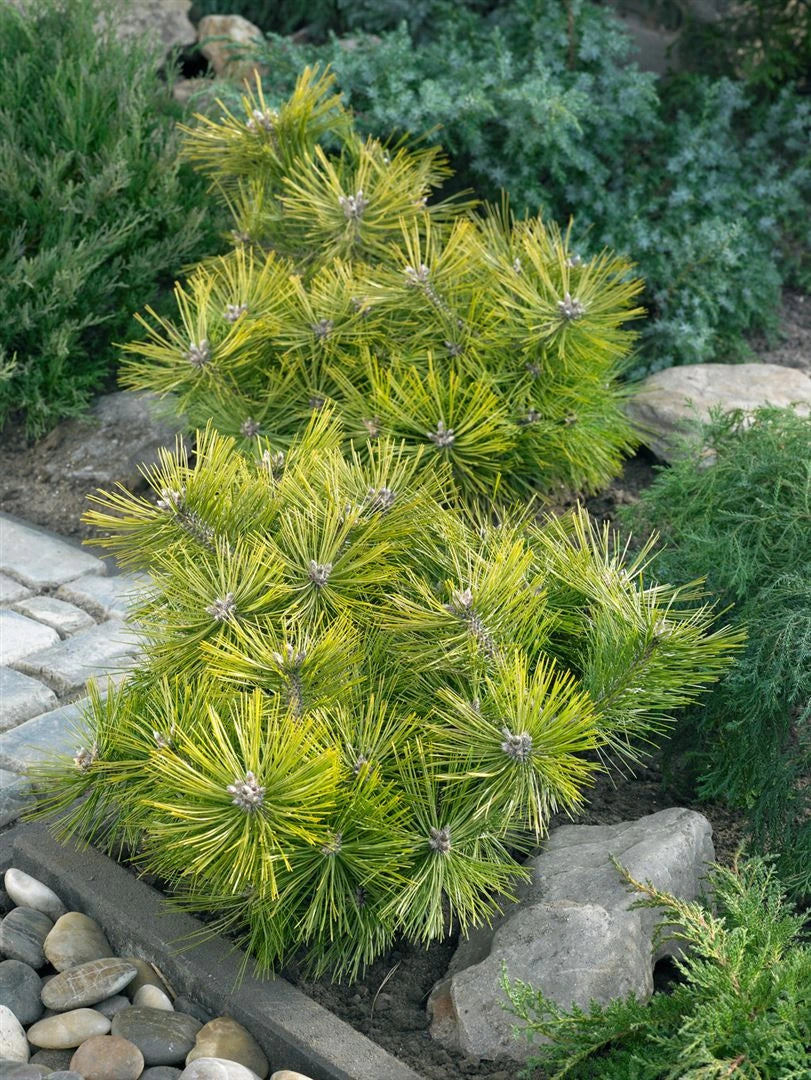 Pinus Densiflora "Jane Kluis" - Japanese red pine 