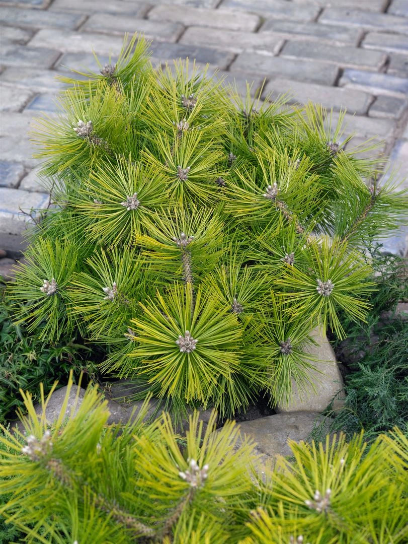 Pinus Densiflora "Jane Kluis" - Japanese red pine 