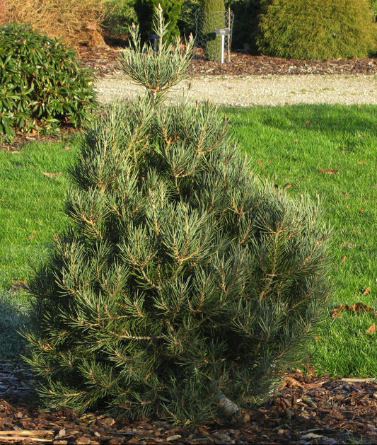 Pinus monophylla - Bajanmänty