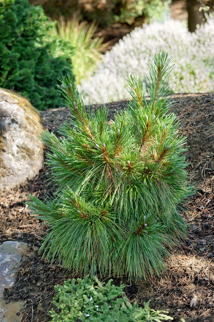 Pinus Schwerinii 'Wierthost' - Schwerin pine 