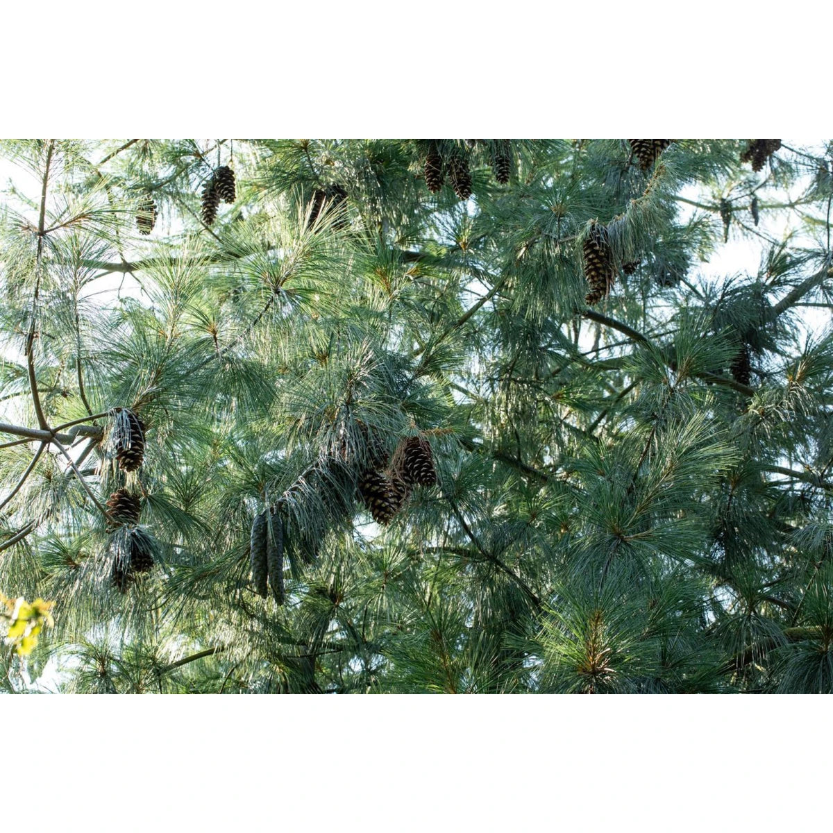 Pinus Schwerinii 'Wierthost' - Schwerin pine 