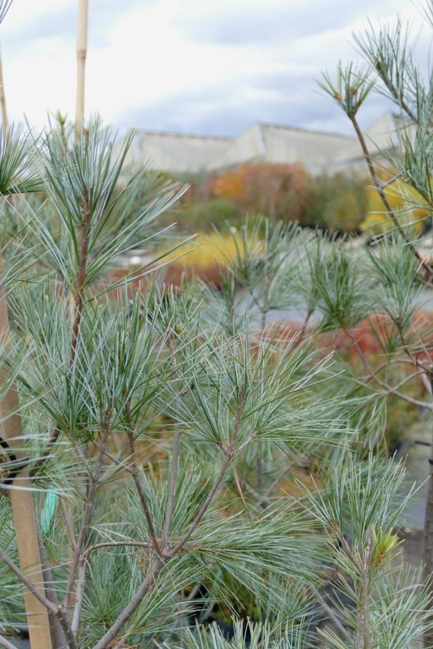 Pinus strobus 'Himmelblau' - Strobus pine 